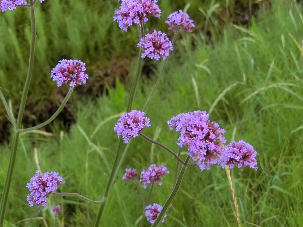 f:id:maronmame:20200616160836j:plain