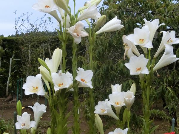 f:id:maronmame:20200709145559j:plain