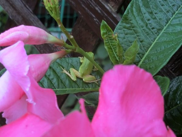 f:id:maronmame:20200709145616j:plain