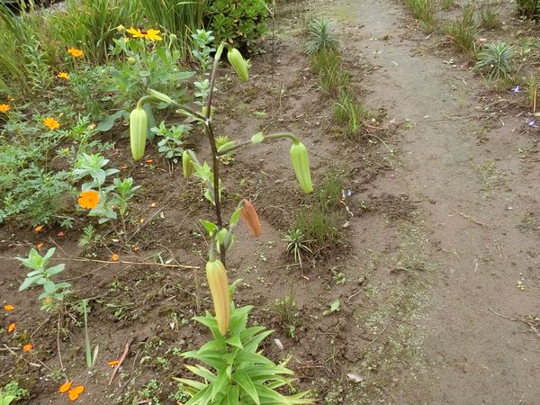 f:id:maronmame:20200709145750j:plain