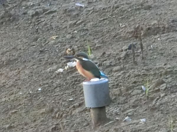 f:id:maronmame:20200721102514j:plain