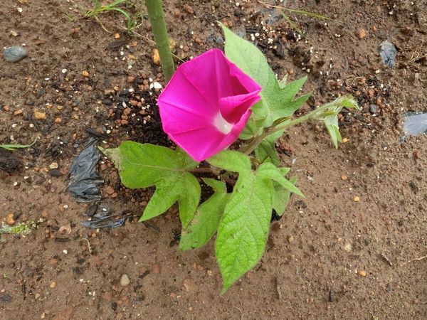 f:id:maronmame:20200721102541j:plain