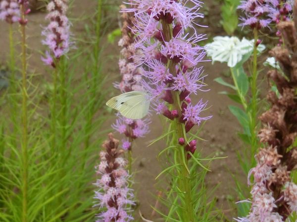 f:id:maronmame:20200721102556j:plain