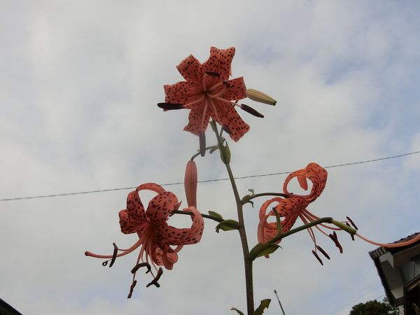 f:id:maronmame:20200721102628j:plain