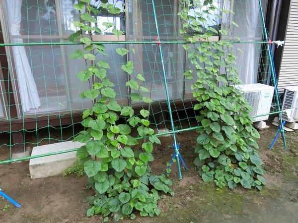 f:id:maronmame:20200726075631j:plain