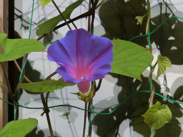 f:id:maronmame:20200726075645j:plain