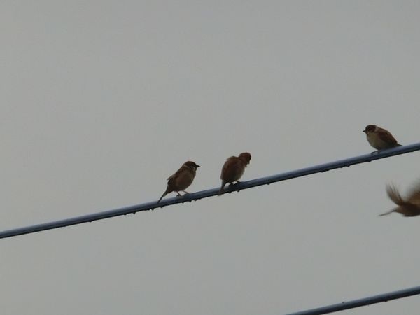 f:id:maronmame:20200726075658j:plain