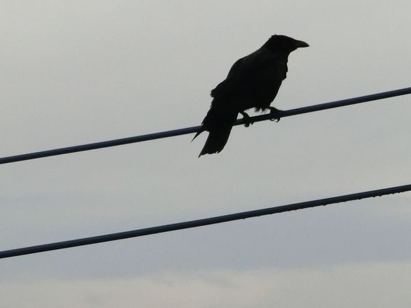 f:id:maronmame:20200726075730j:plain