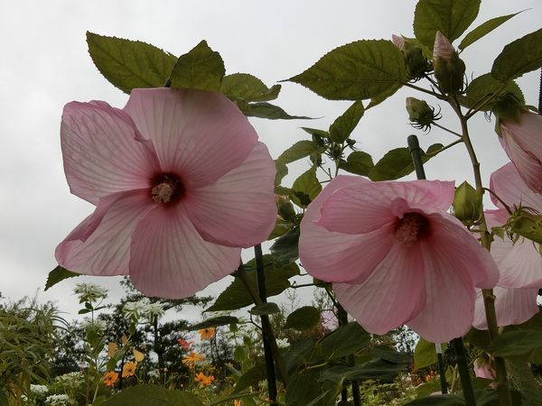 f:id:maronmame:20200729082550j:plain