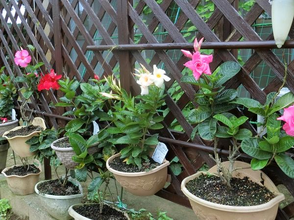 f:id:maronmame:20200729082605j:plain