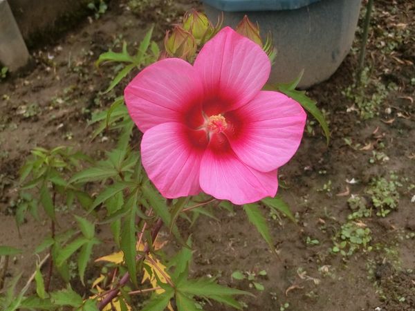 f:id:maronmame:20200729082629j:plain