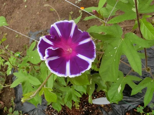 f:id:maronmame:20200729082646j:plain