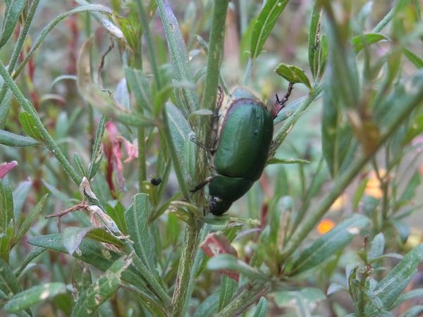 f:id:maronmame:20200729082745j:plain