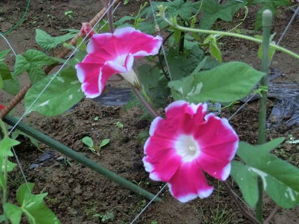 f:id:maronmame:20200731181053j:plain