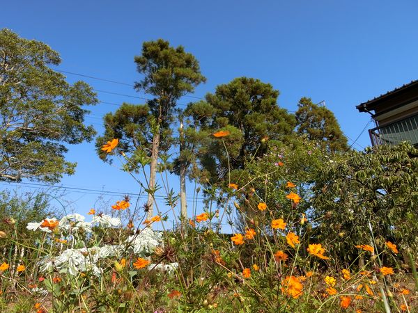 f:id:maronmame:20200804181239j:plain