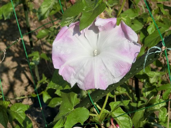 f:id:maronmame:20200804181255j:plain