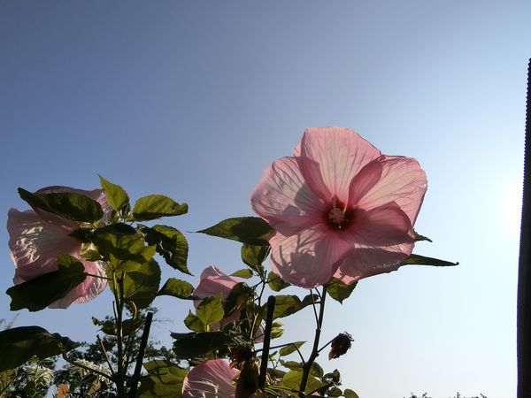 f:id:maronmame:20200804181326j:plain