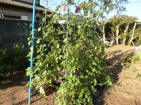 f:id:maronmame:20200812182153j:plain