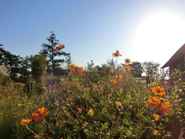 f:id:maronmame:20200812182214j:plain