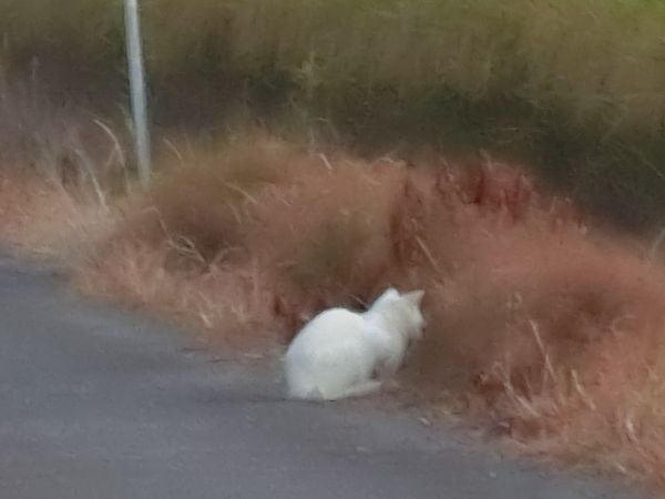 f:id:maronmame:20200815140737j:plain