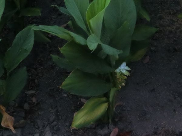 f:id:maronmame:20200912160144j:plain f:id:maronmame:20200912160144j:plain