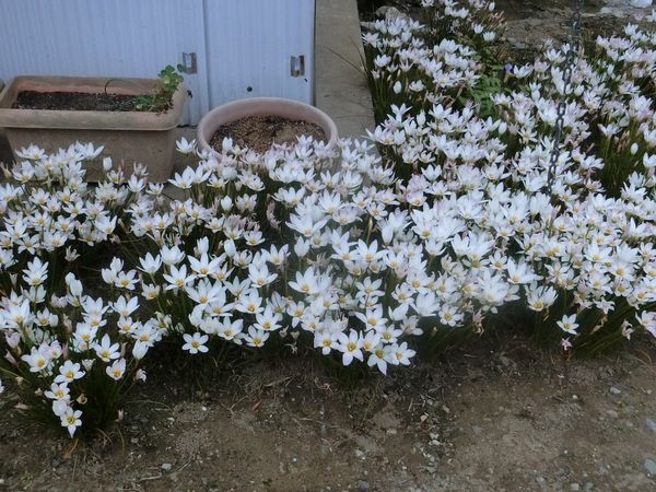 f:id:maronmame:20200920184118j:plain