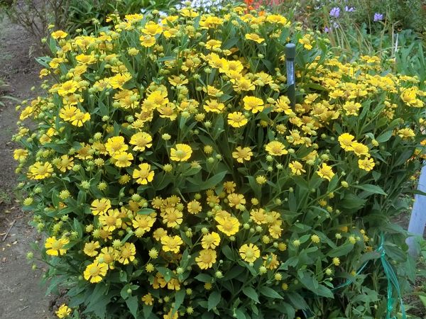 f:id:maronmame:20200920184200j:plain