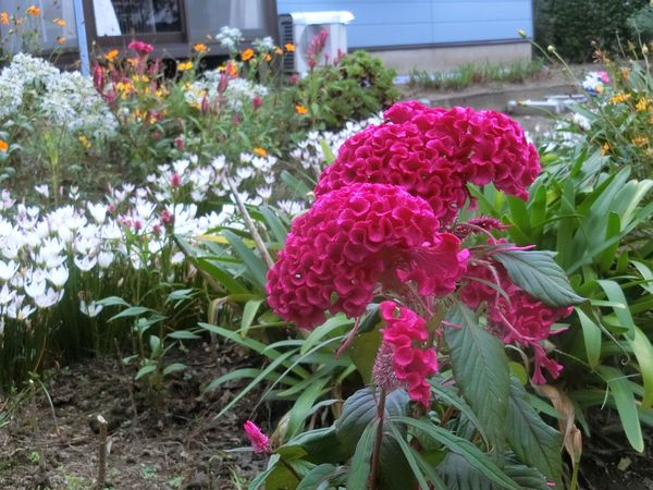 f:id:maronmame:20200920184231j:plain