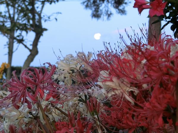 f:id:maronmame:20201005074152j:plain