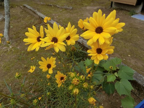 f:id:maronmame:20201005074218j:plain