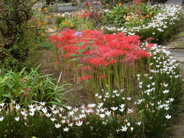 f:id:maronmame:20201005074250j:plain