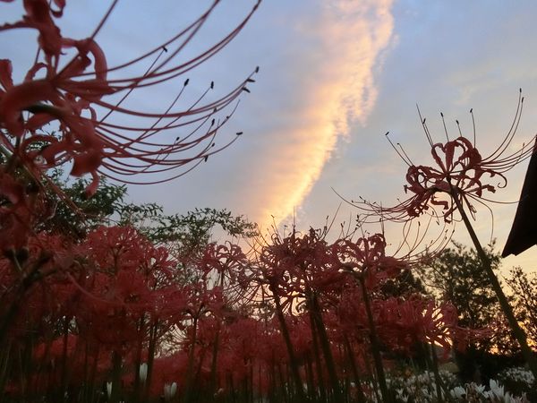 f:id:maronmame:20201005074339j:plain