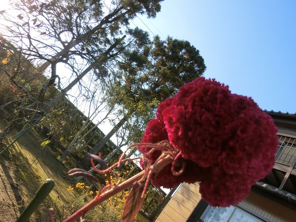 f:id:maronmame:20201022124439j:plain