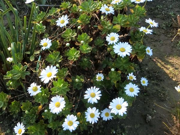 f:id:maronmame:20201022124456j:plain