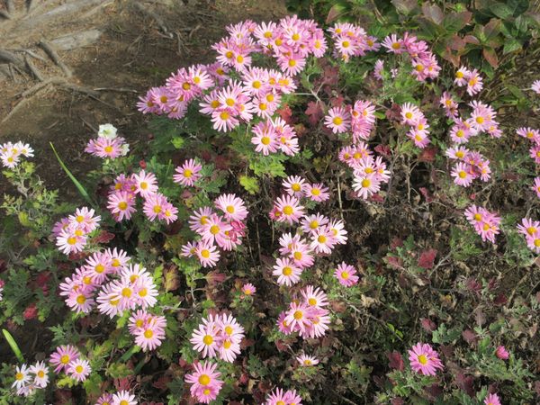 つれづれなのよpart4 二十五 まろん草紙ふたたび