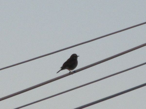 f:id:maronmame:20201216124304j:plain