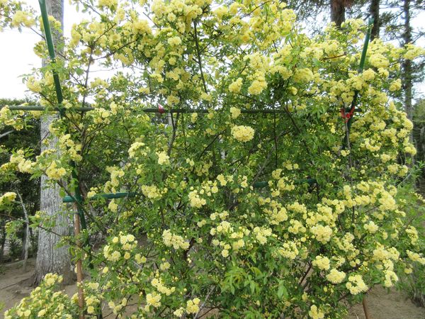 f:id:maronmame:20210419072359j:plain