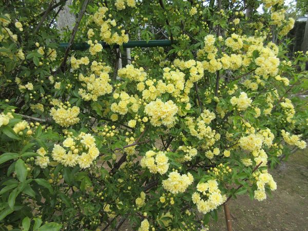 f:id:maronmame:20210419072415j:plain