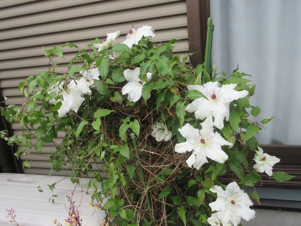 f:id:maronmame:20210419072431j:plain