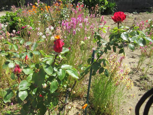 f:id:maronmame:20210424121209j:plain