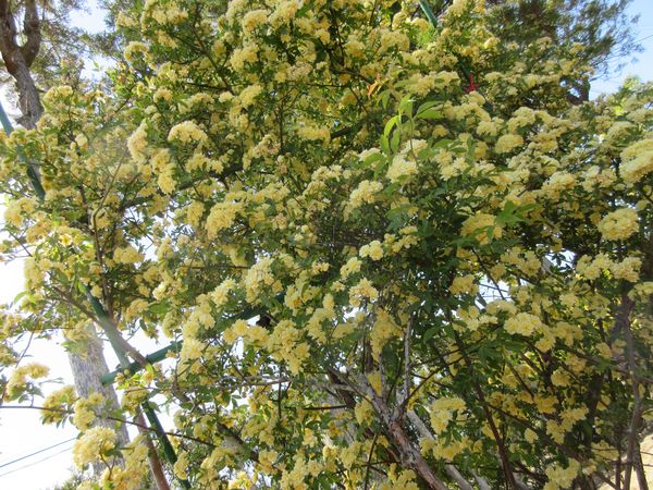 f:id:maronmame:20210424121243j:plain