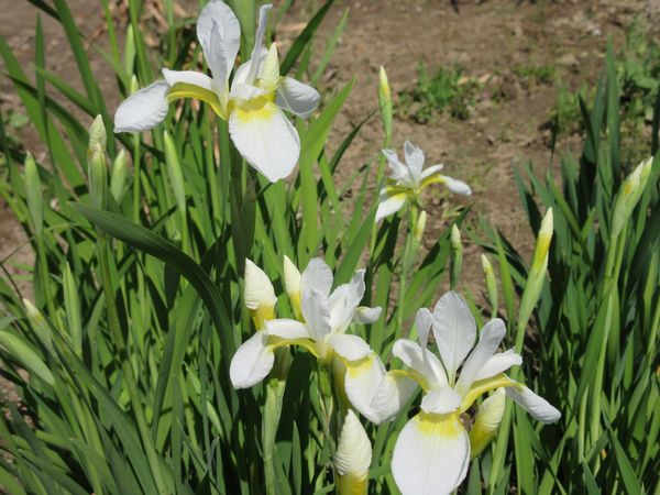 f:id:maronmame:20210424121323j:plain