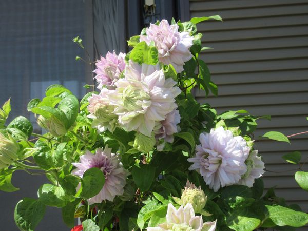 f:id:maronmame:20210424121356j:plain