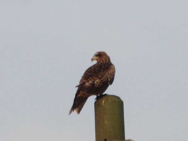 f:id:maronmame:20210428064255j:plain