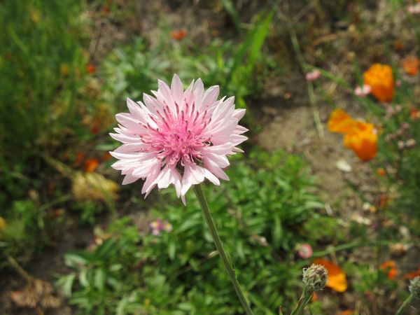 f:id:maronmame:20210428064426j:plain