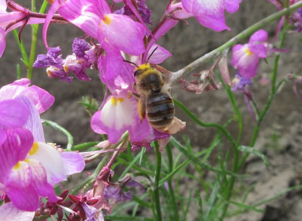 f:id:maronmame:20210428064443j:plain