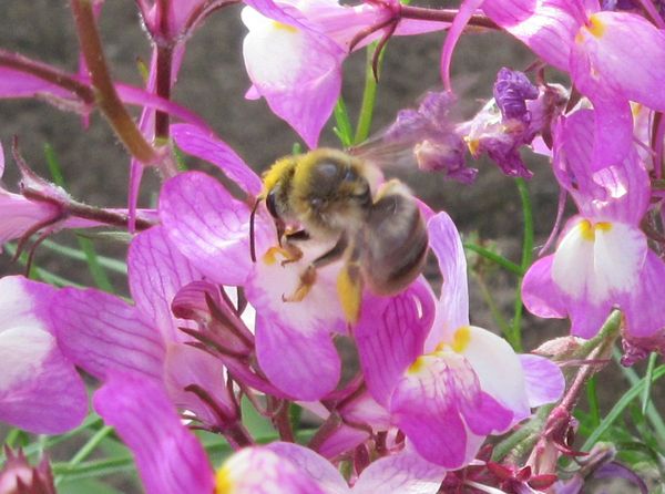 f:id:maronmame:20210428064515j:plain