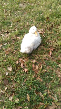 f:id:maronmame:20210428064546j:plain