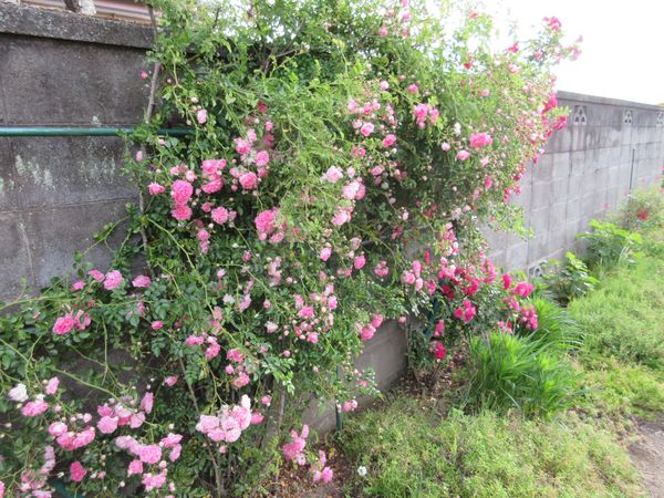 f:id:maronmame:20210518115429j:plain