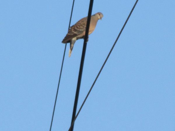 f:id:maronmame:20210518115508j:plain